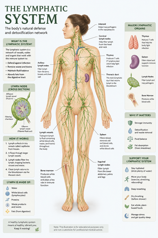 How To Support Lymphatic Drainage Naturally: Fascia, Movement & Herbs