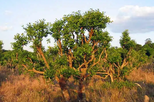 Nature;'s Testosterone Booster - Yohimbe Bark