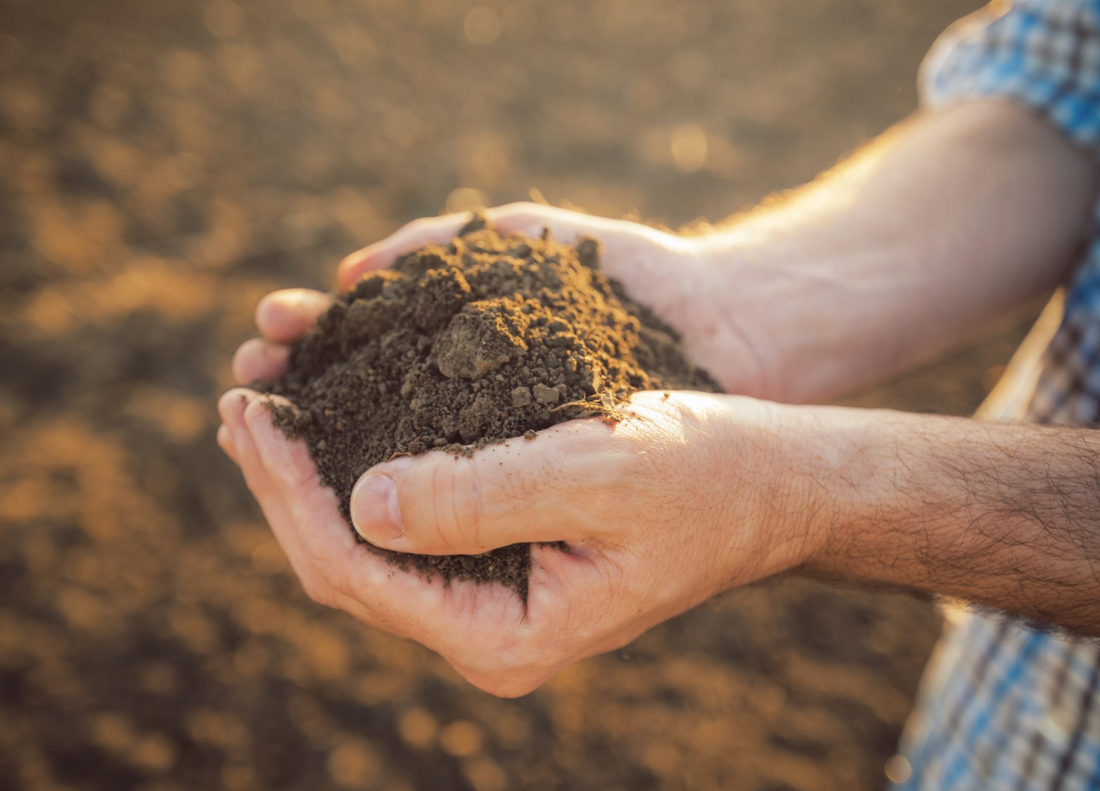 Living Soil And Holistic Gardening