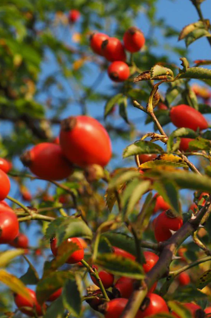 Rosehips