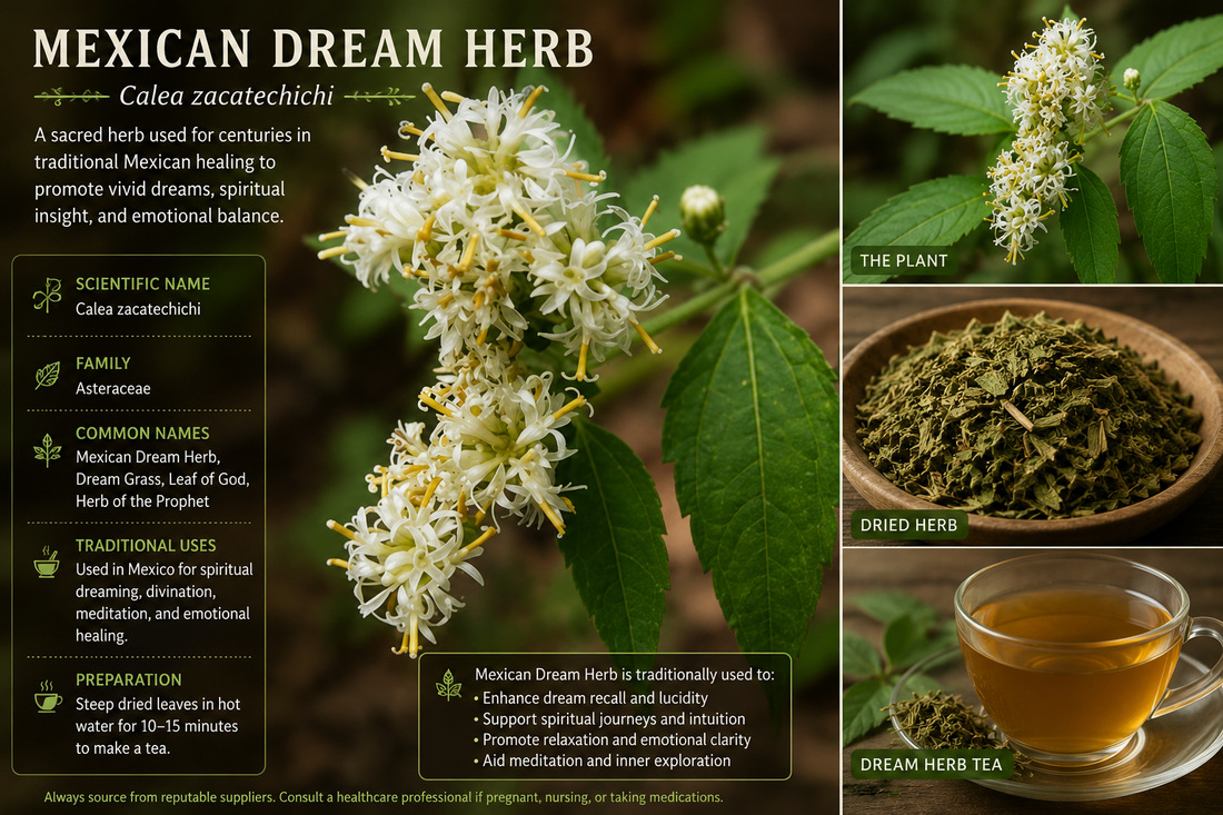 Calea Zacatechichi: The Mexican Dream Herb for Vivid Dreams and Deeper Recall