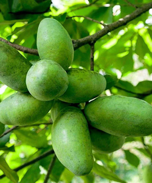 PawPaw Fruit